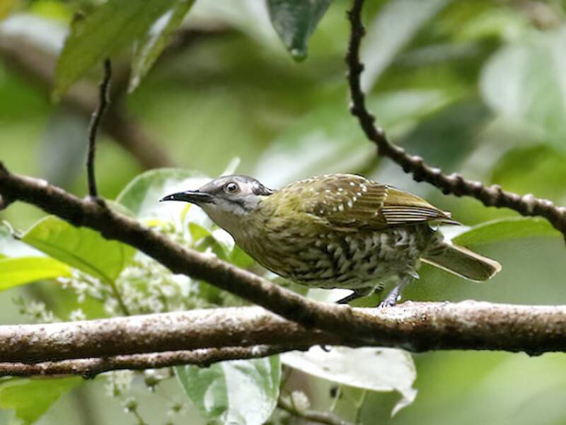 Spotted Honeyeater
