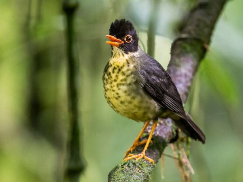 Speckled Nightingale-Thrush