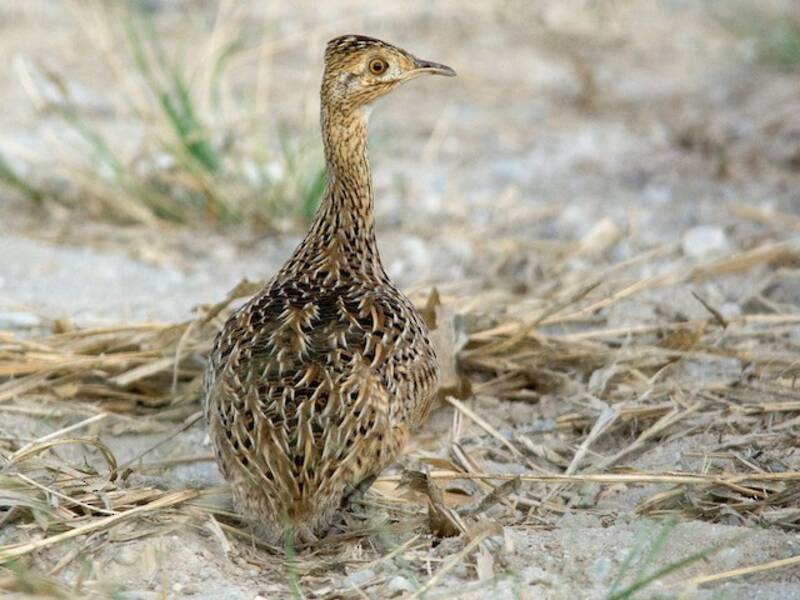 Nothura macchiata, Foto 4