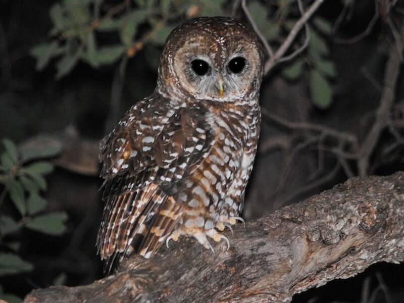 Spotted Owl (Strix occidentalis)