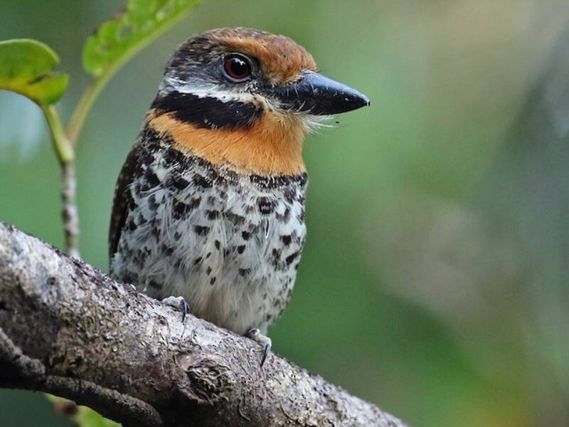 Tüpfel-Faulvogel, Fotos 3