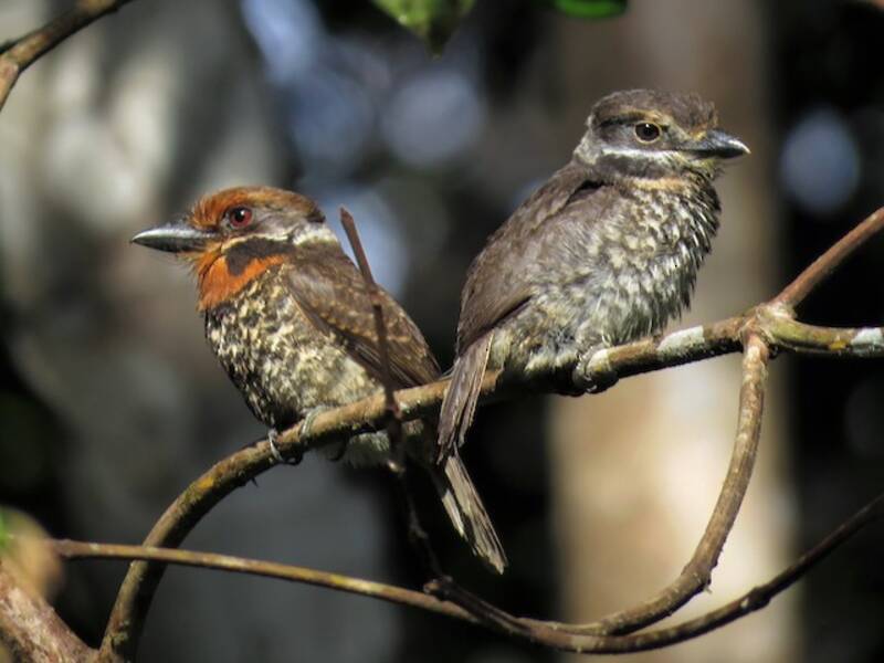 Spotted Puffbird (Bucco tamatia)