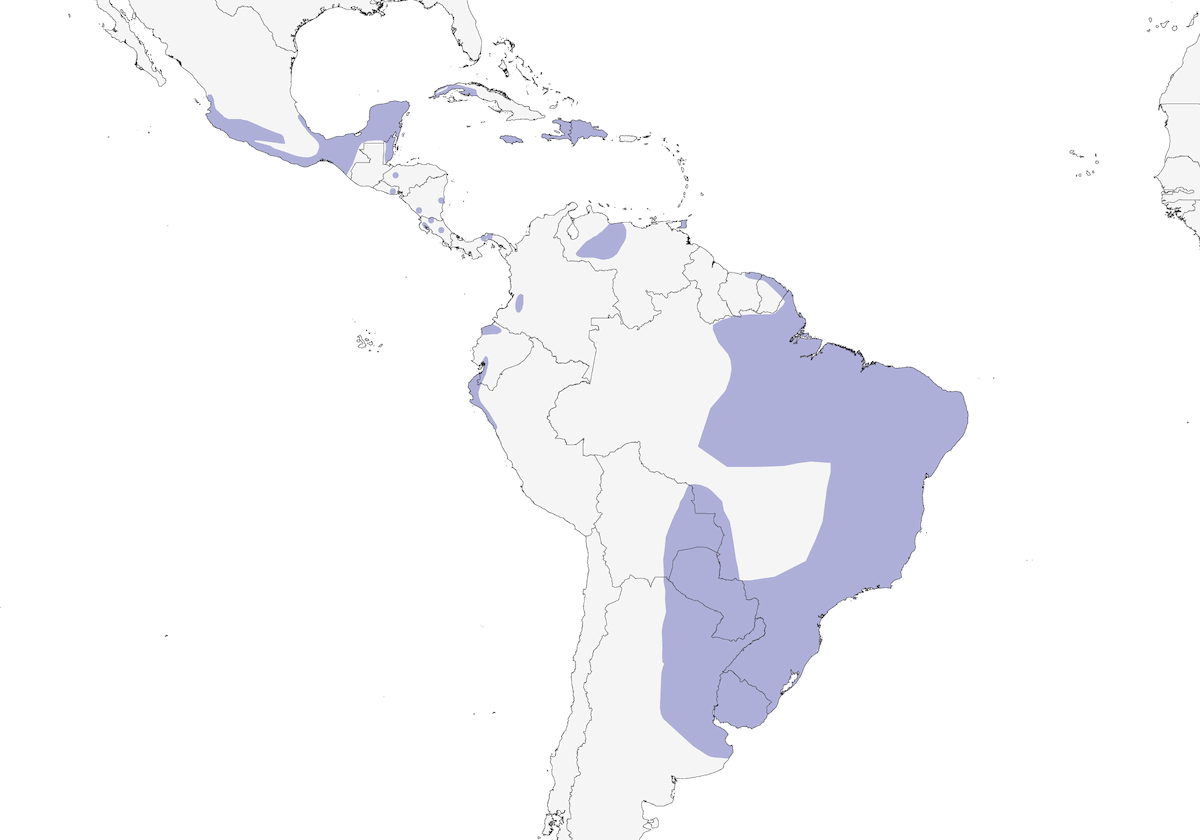 Râle maculé, Distribution 1