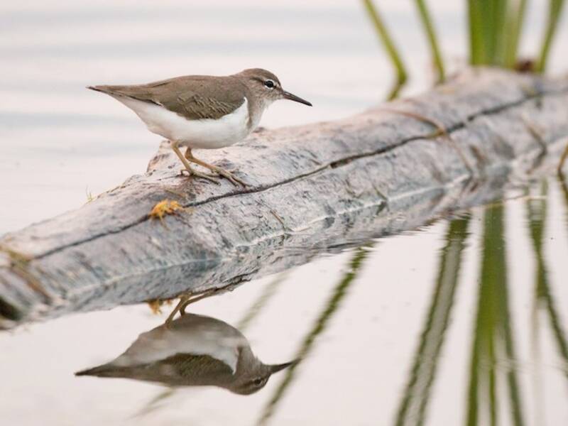 Spotted Sandpiper, 照片 2