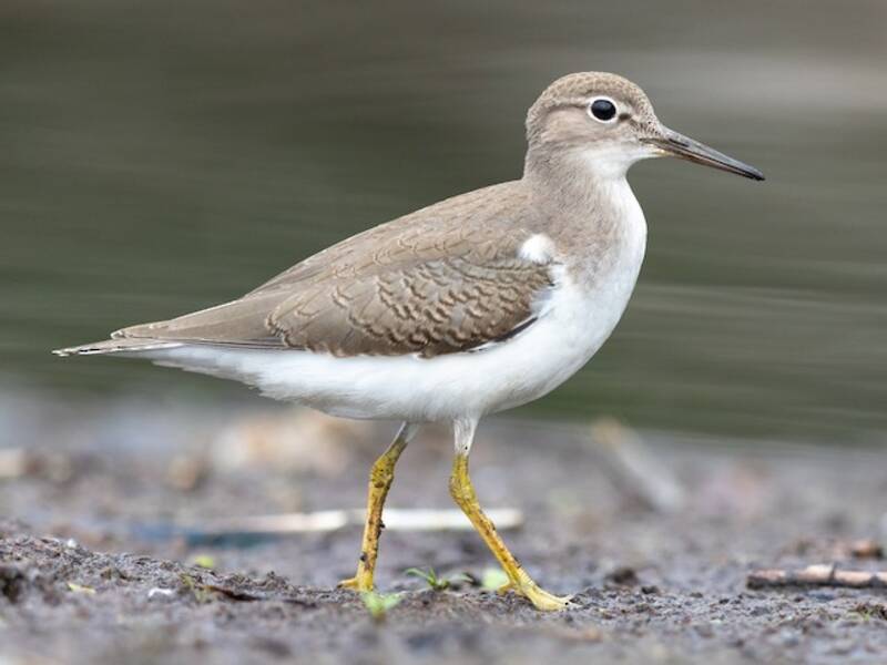 Spotted Sandpiper, 照片 3