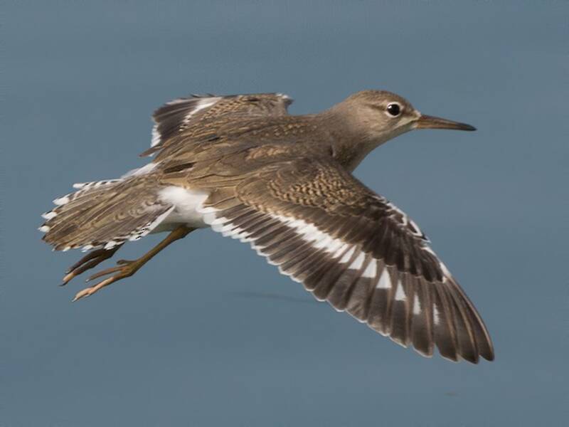 Spotted Sandpiper