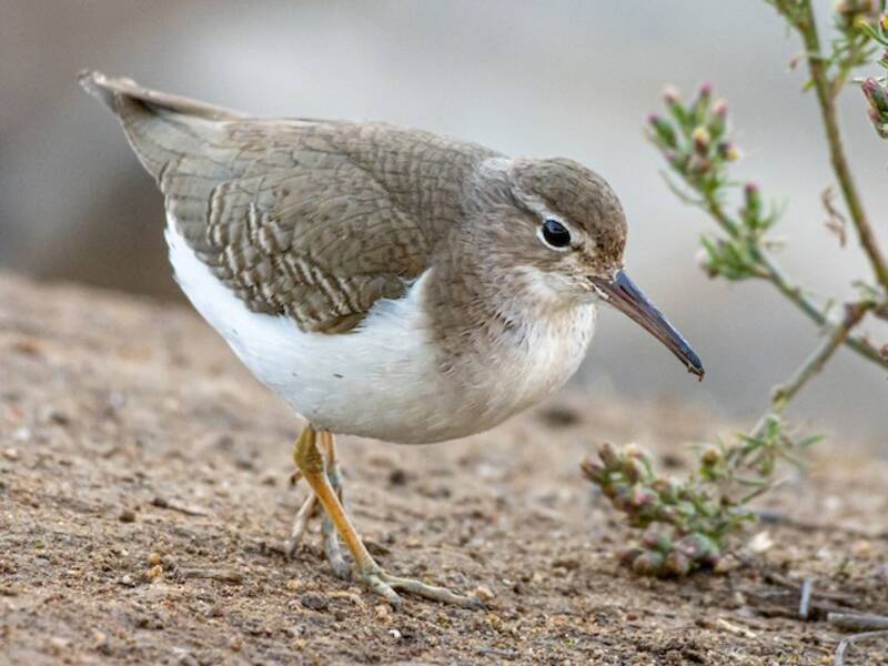 Spotted Sandpiper, 照片 4
