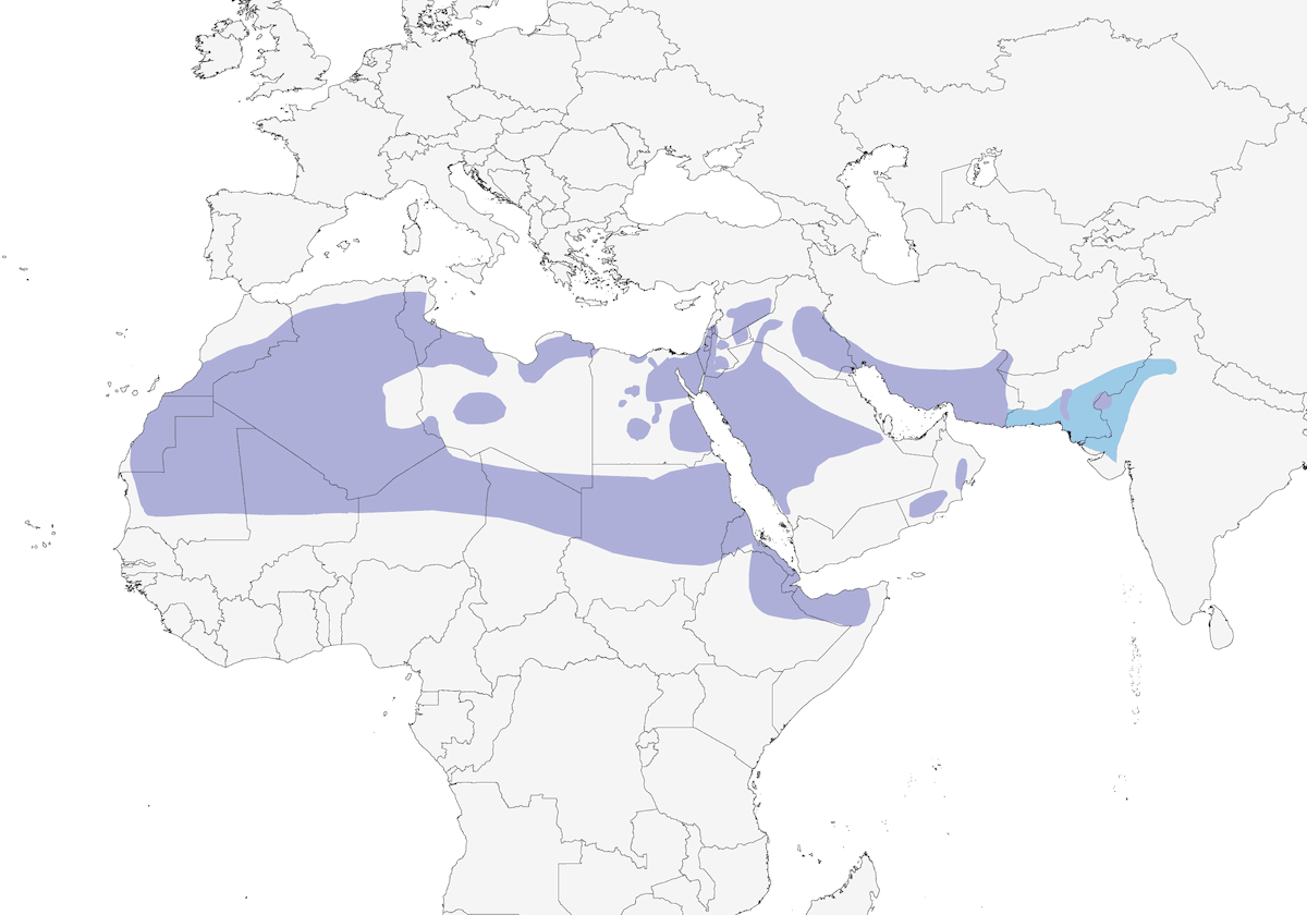 Grandule maculata, Distribuzione 1