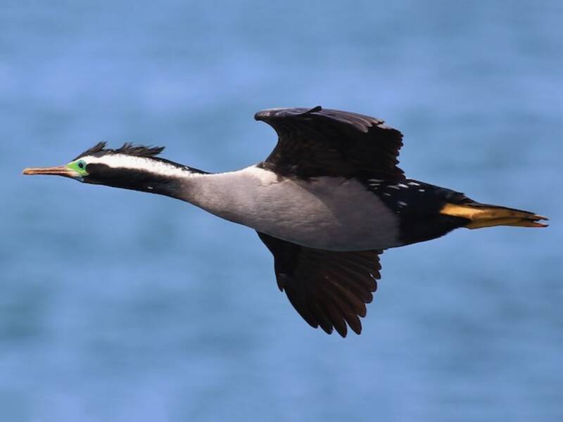 Spotted Shag, Photos 4