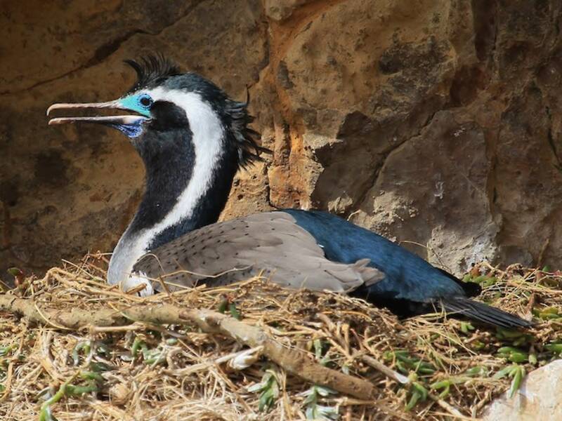 Spotted Shag, Photos 3