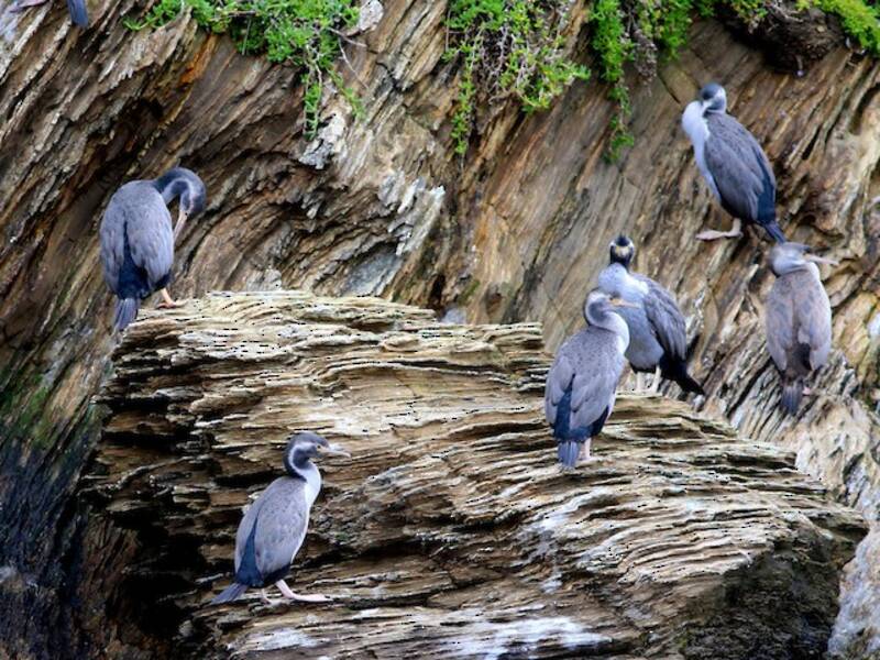 Spotted Shag (Phalacrocorax punctatus)