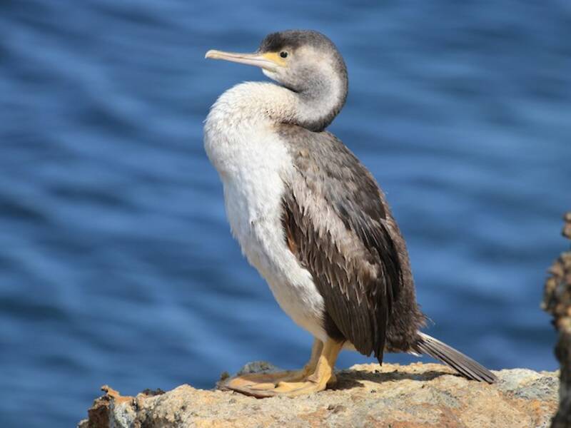 Spotted Shag, Photos 2