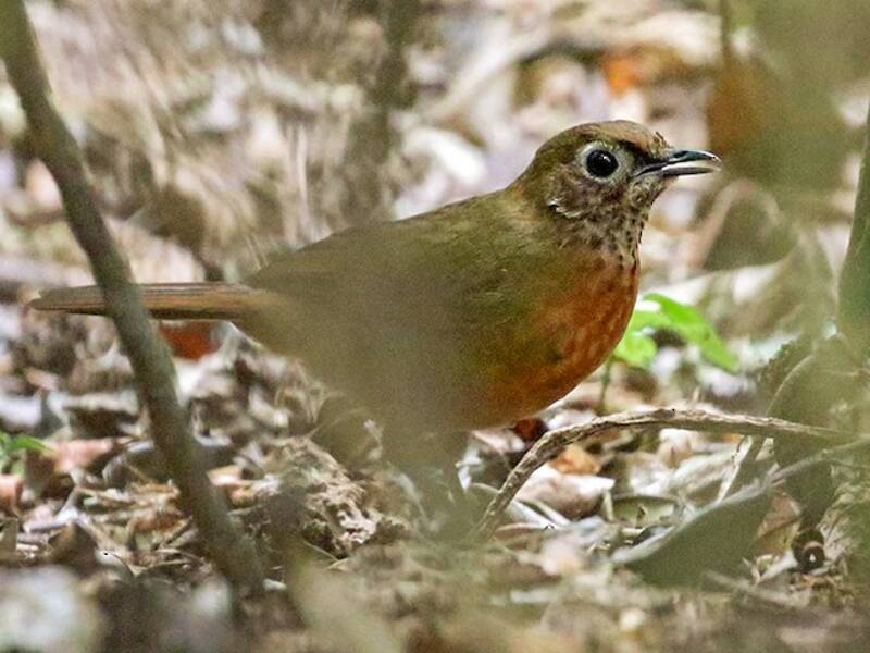 Spot-throat, Photos 2