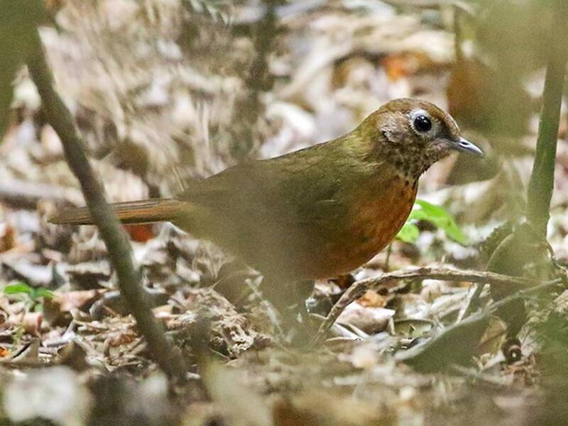 Spot-throat
