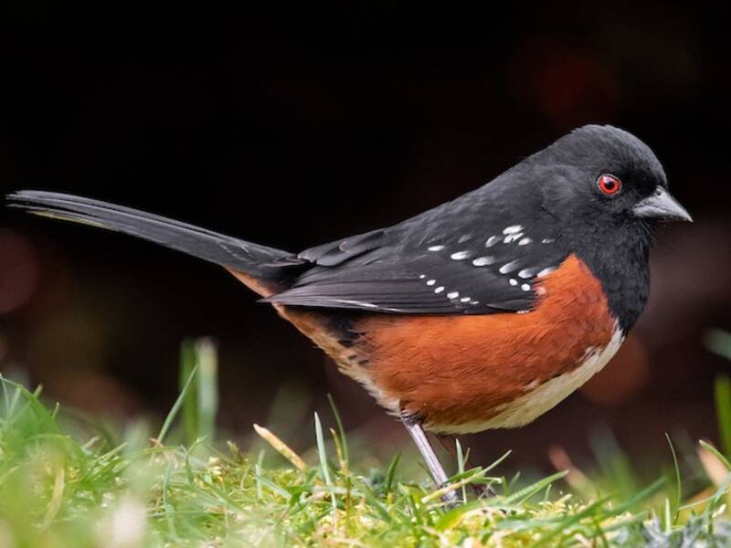 Spotted Towhee, Photos 4