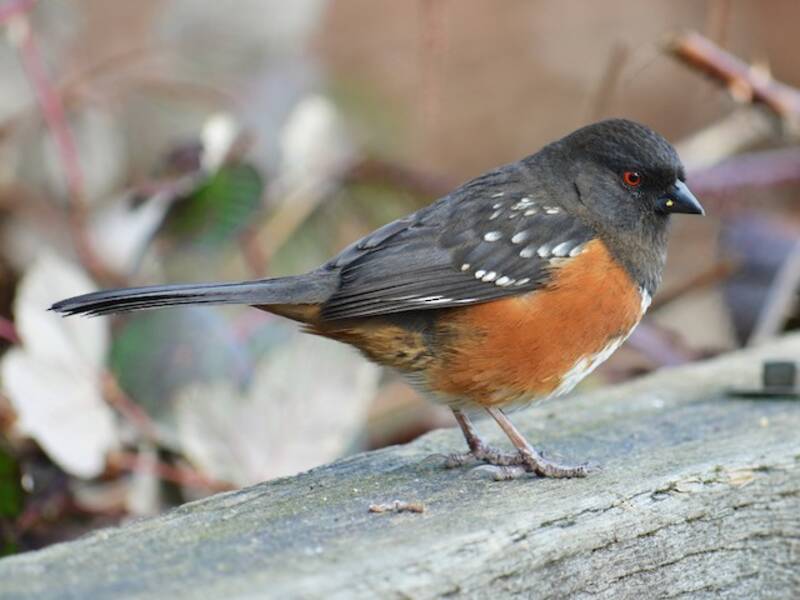 Spotted Towhee, Photos 3