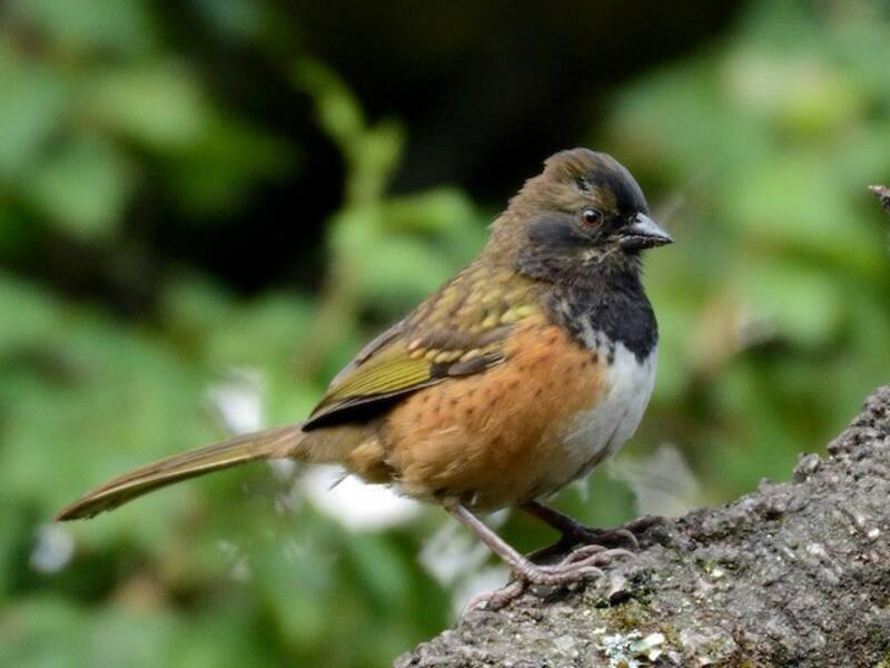 Spotted Towhee, Photos 2