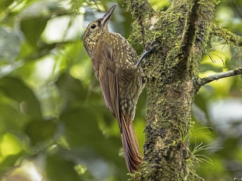 Spotted Woodcreeper, 照片 3
