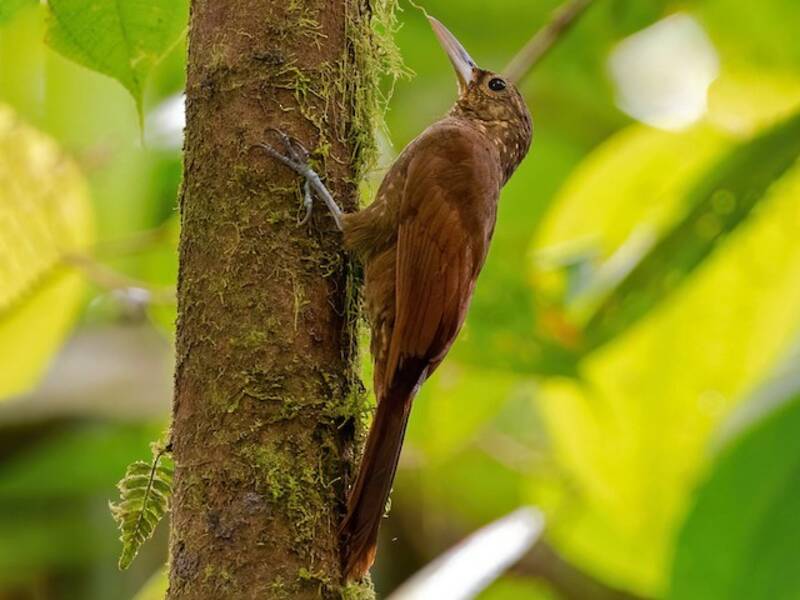 Spotted Woodcreeper, 照片 4