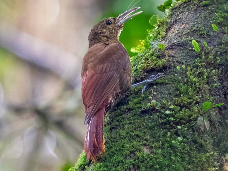 Spotted Woodcreeper, 照片 2