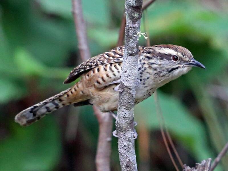 Spotted Wren, 照片 4