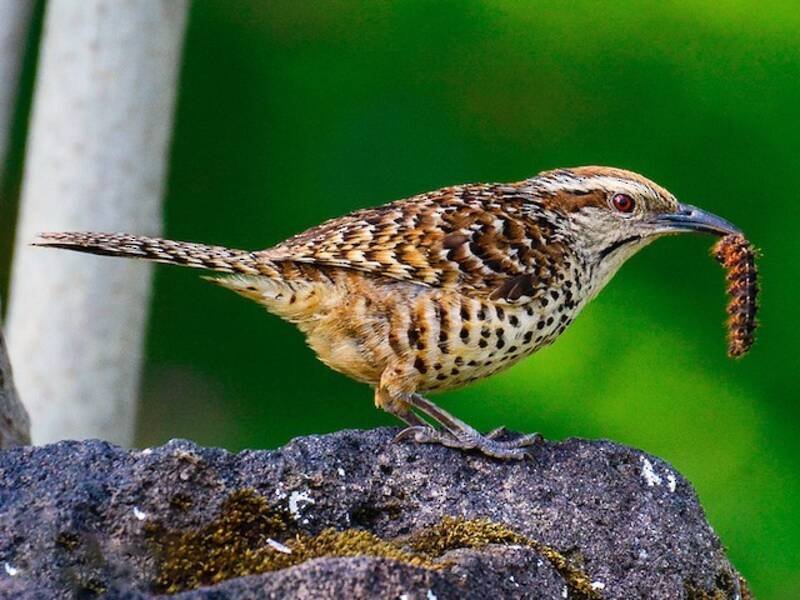 Spotted Wren, 照片 2