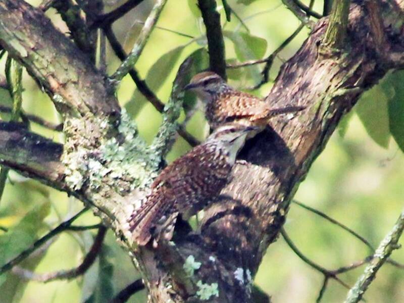 Spotted Wren, 照片 3