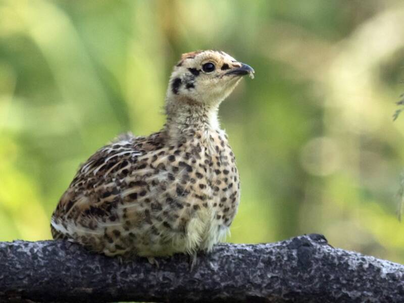 Spruce Grouse (Canachites canadensis)