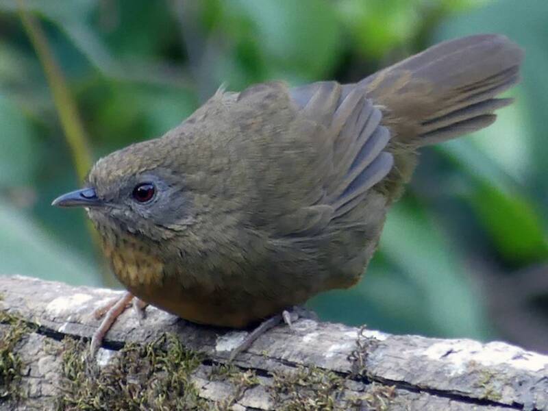 Spot-throated Babbler