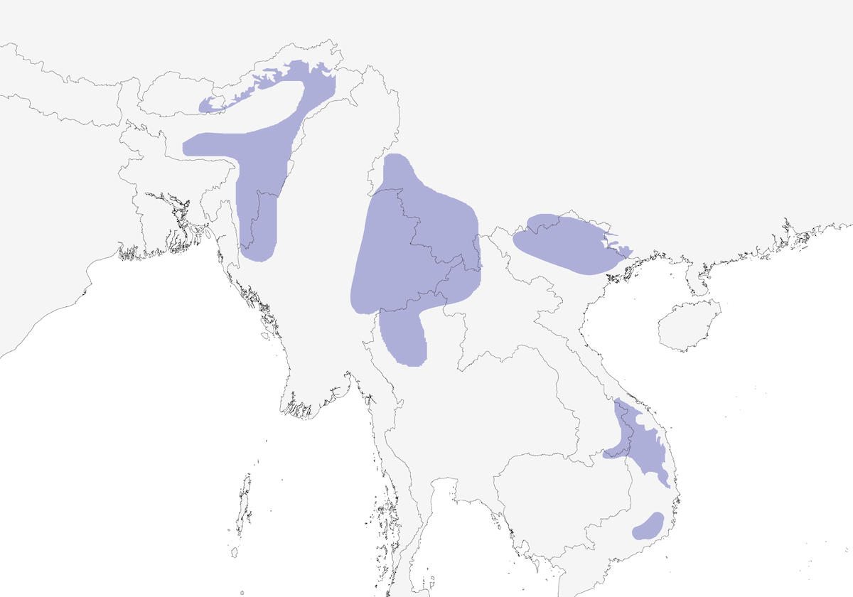 Garrulo dalla gola macchiata, Distribuzione 1