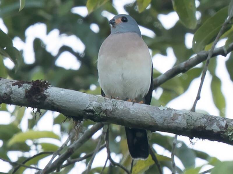 Astore codamacchiata