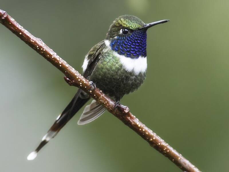 Colibrì dalla coda scintillante, Foto 3