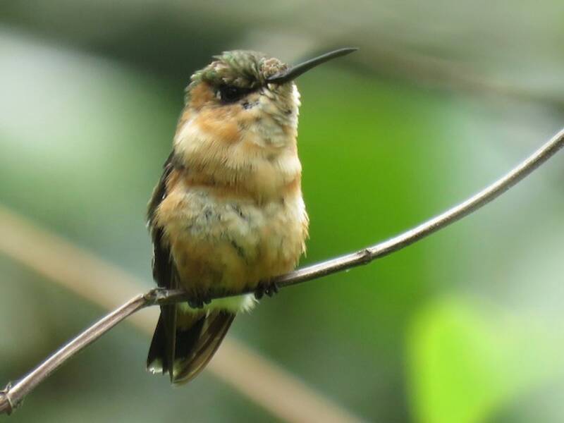 Colibrì dalla coda scintillante