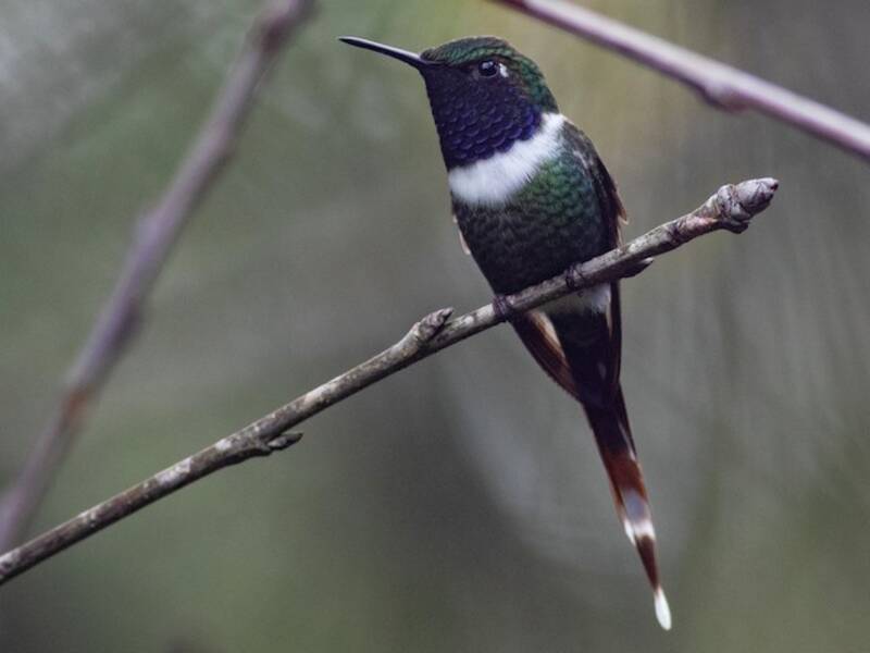Colibrì dalla coda scintillante, Foto 2