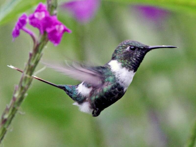 Colibrì dalla coda scintillante, Foto 4