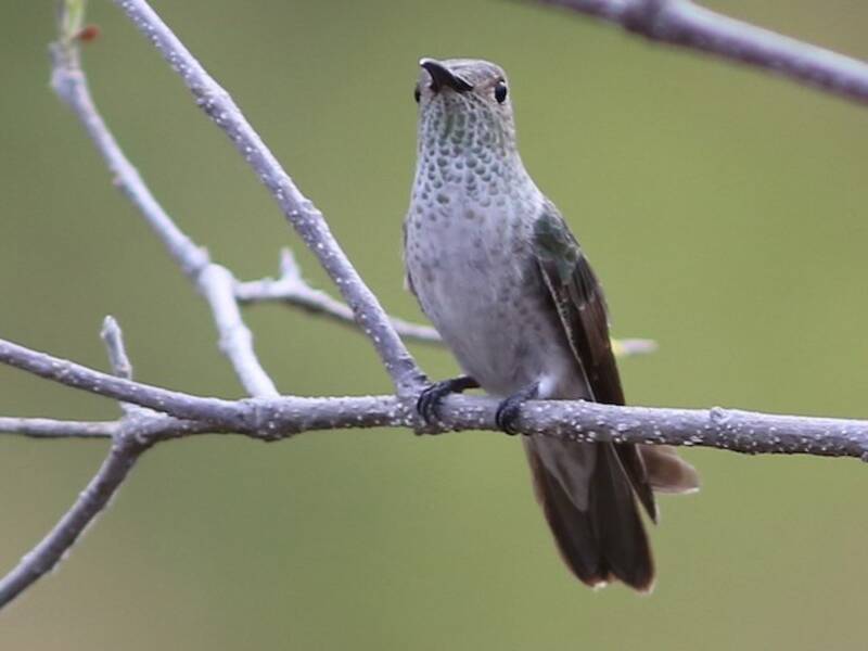 Colibrì golamacchiata, Foto 4