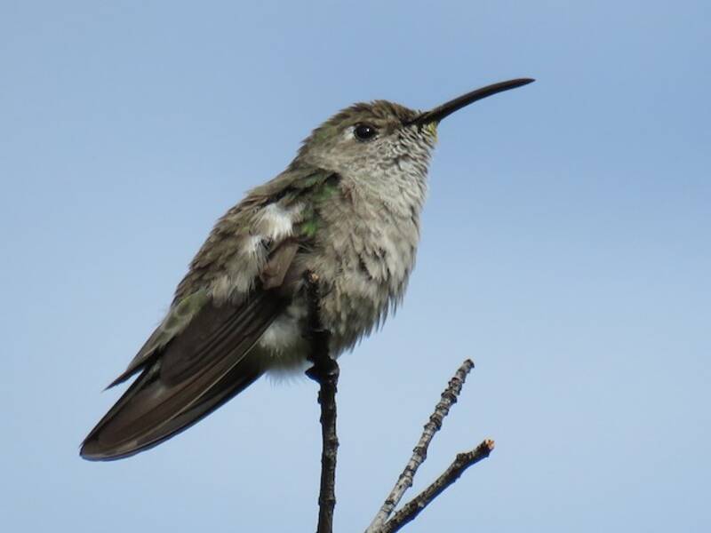 Colibrì golamacchiata, Foto 2