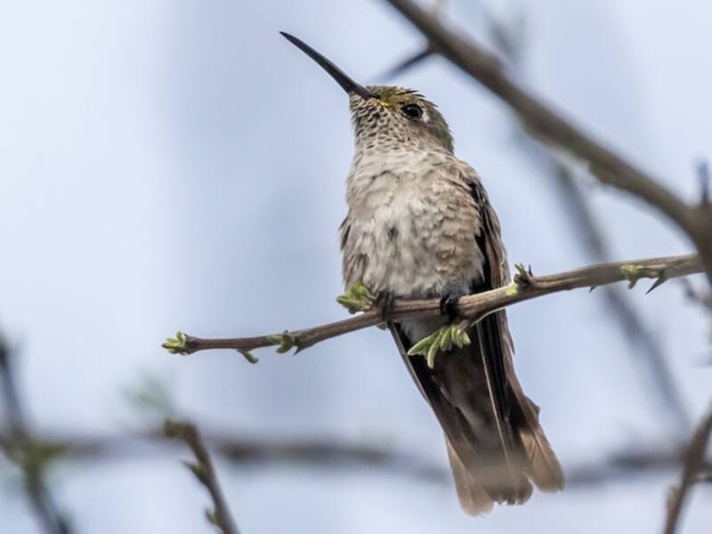 Colibrì golamacchiata