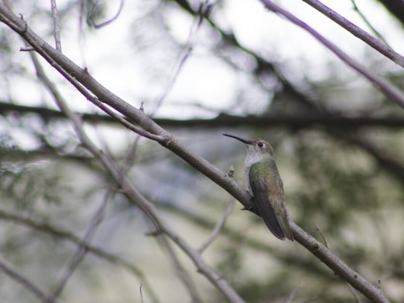 Colibrì golamacchiata, Foto 3