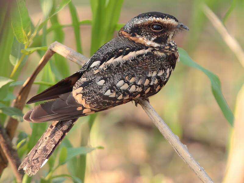 Spot-tailed Nightjar, Photos 4