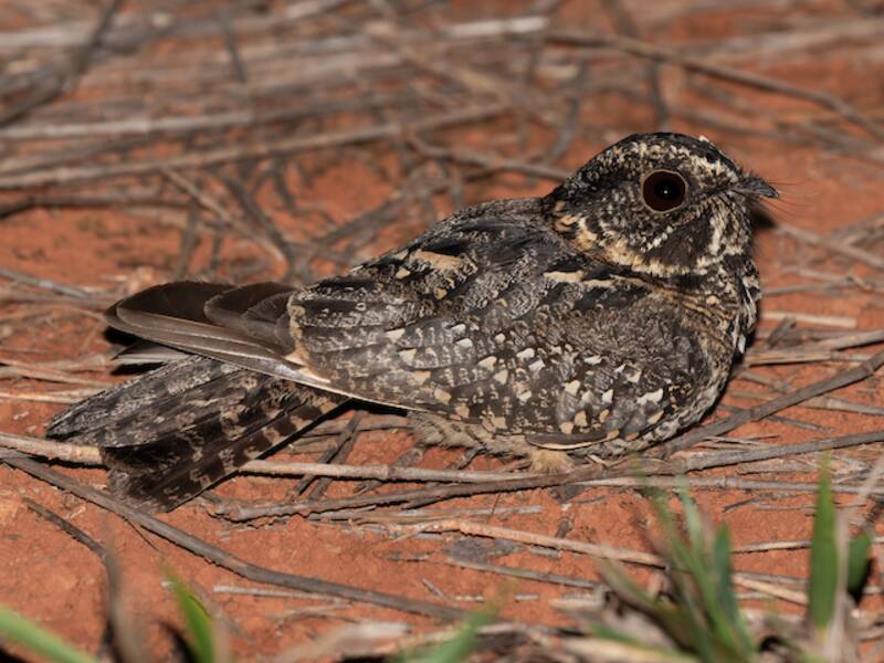 Spot-tailed Nightjar, Photos 2