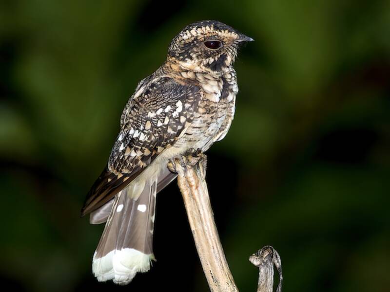 Spot-tailed Nightjar, Photos 3