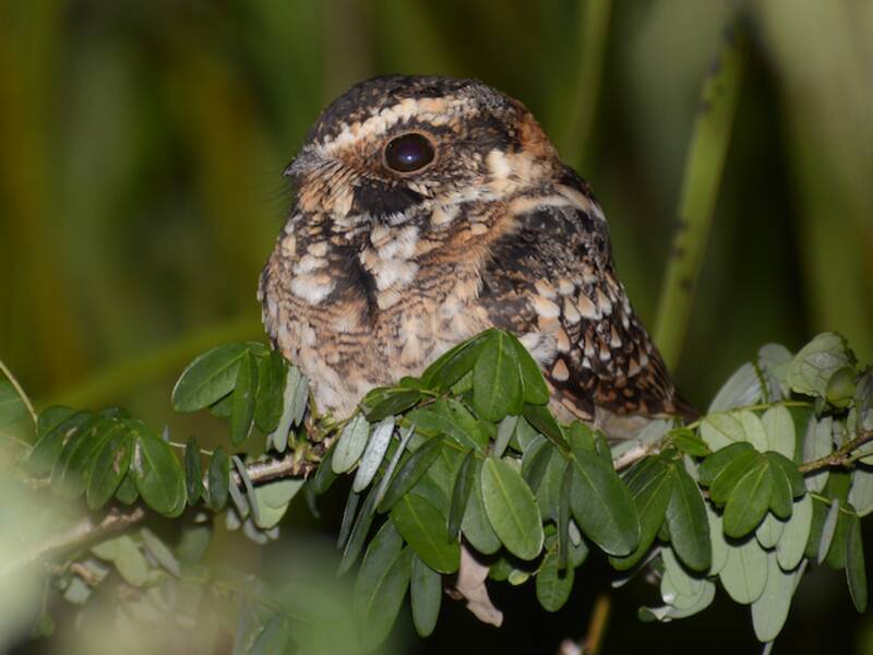 Spot-tailed Nightjar (Antiurus maculicaudus)