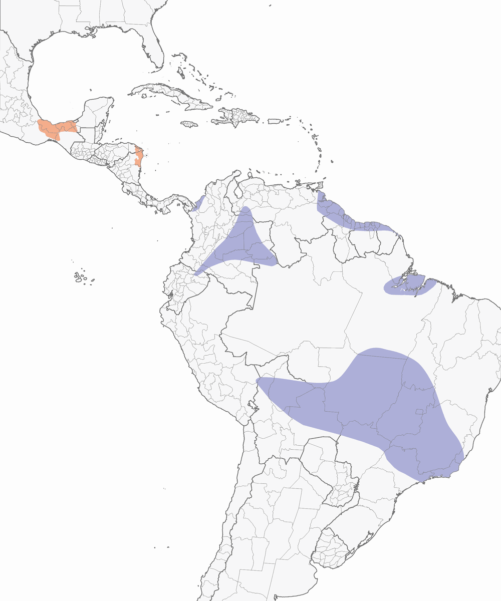 Spot-tailed Nightjar, Distribution 1