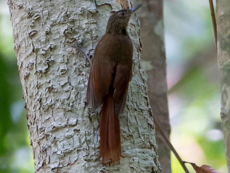 Spot-throated Woodcreeper