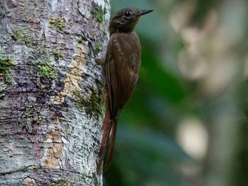 Spot-throated Woodcreeper, Photos 2