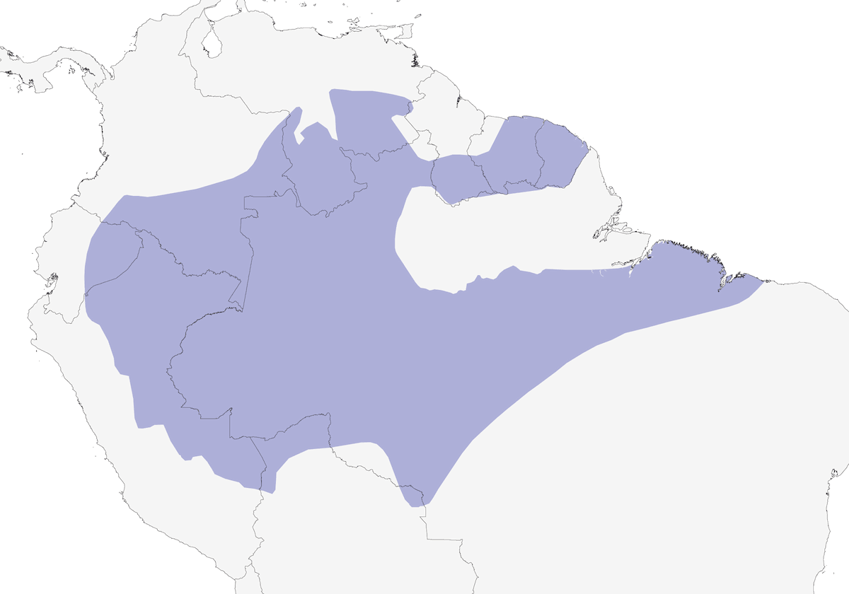 Batara à ailes tachetées, Distribution 1