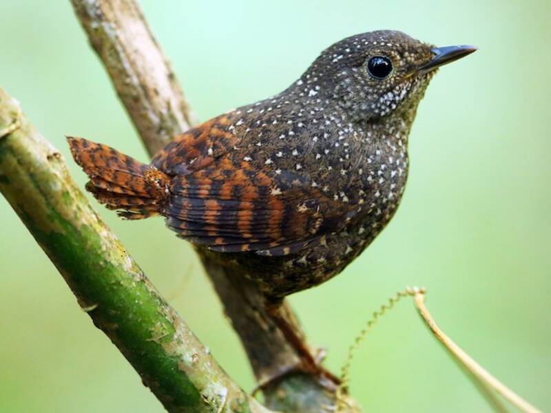 Elacura macchiata, Foto 4