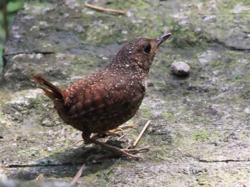 Elacura macchiata, Foto 3