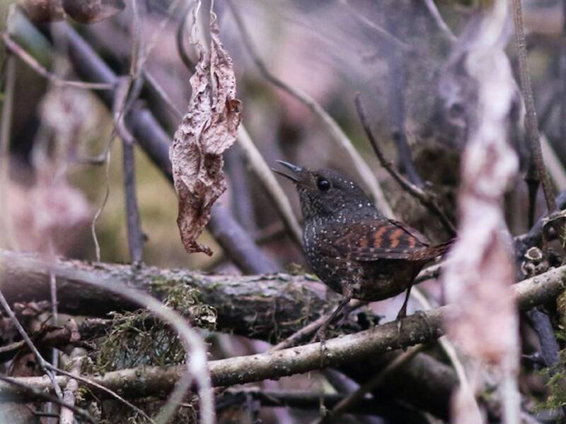Elacura macchiata, Foto 2
